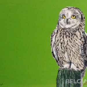 The owl is the wisest of all birds because the more it sees the the less it talks.