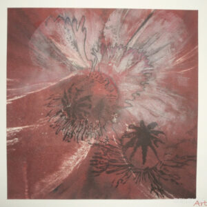 Papaver