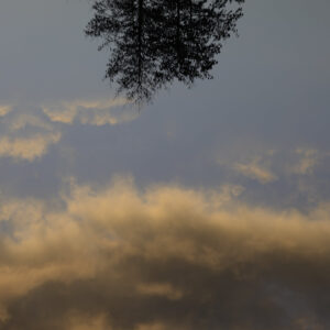 Treefall