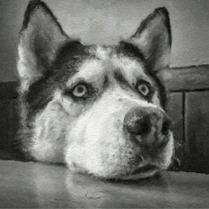 Hond 001