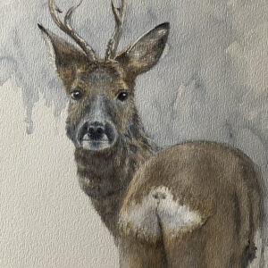 roe deer