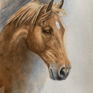 horse head Pacha