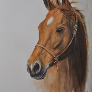 beautiful horse's head