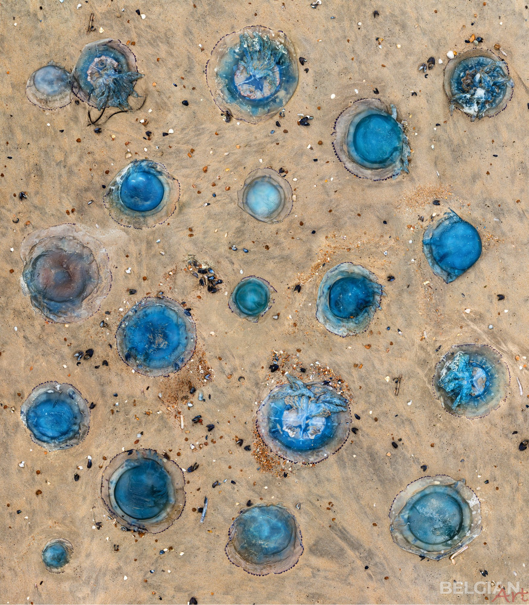 Blue Halos, Coast – Belgium - 70x80cm