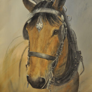 Boerenpaard