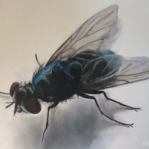 fly 2