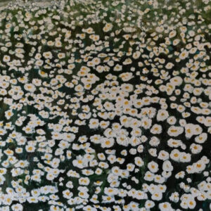 Field of Daisies