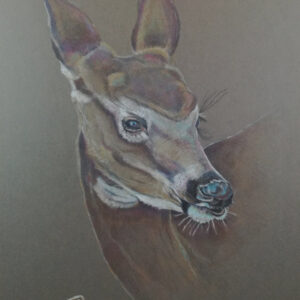 My Deer I