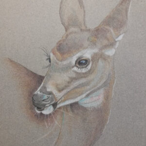 My Deer II