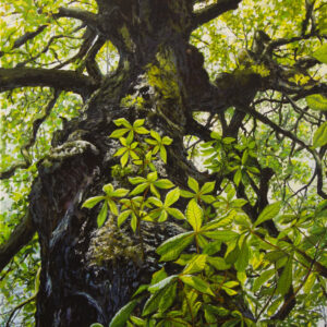Chestnut Tree - Bijlokehof, Gent (B)
