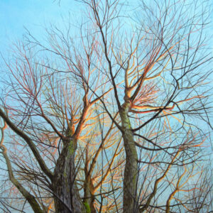 Reaching For The Evening Light