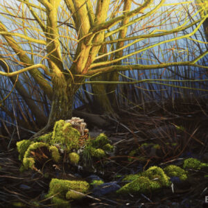 Evening Light On The Riverbank