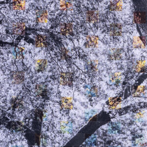 Sparkling oak