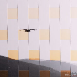 Sunset bird