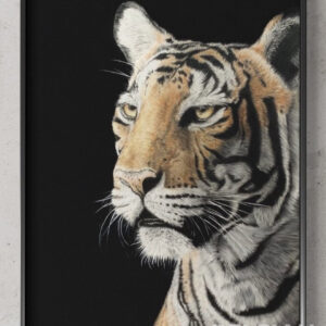 In a tigers eyes