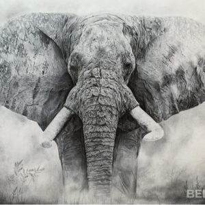 Elephant in the fog