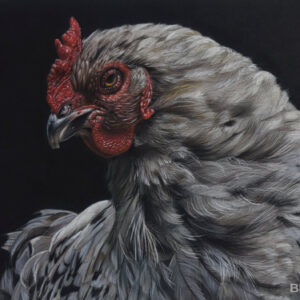 Chicken's portrait