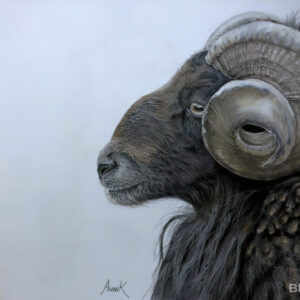 Ram