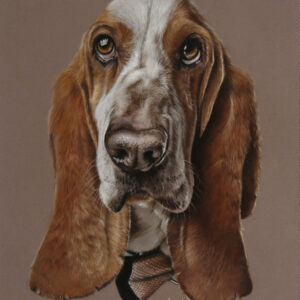 Basset
