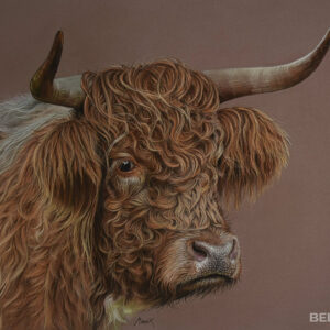 Scottish Highlander
