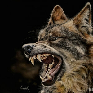 Wolf