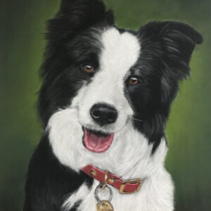 Border Collie Gemma