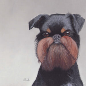 Portrait of a Belgian Griffon