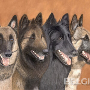 Four varieties of the Belgian Shepherd dog