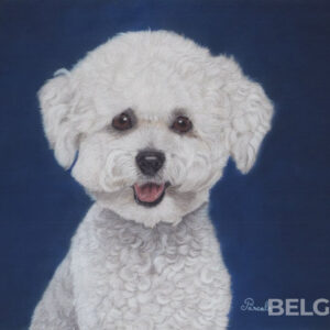 Portrait of a Bichon Frisé