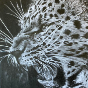 Tijger