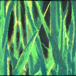 Chlorophylle