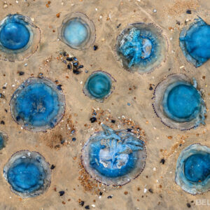 Blue Halos, Coast – Belgium - 50x40cm