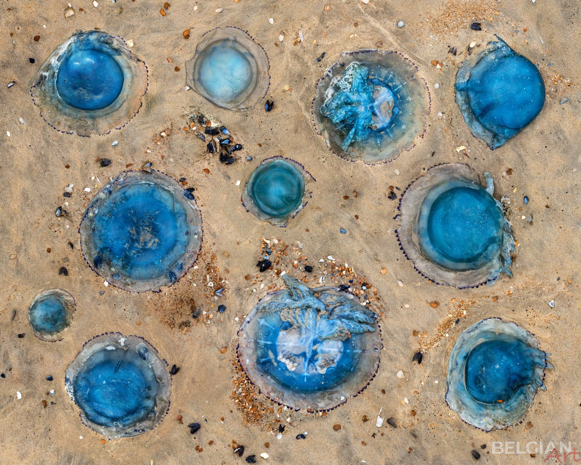 Blue Halos, Coast – Belgium - 50x40cm