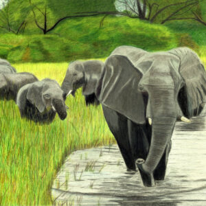 Elephant on a walk