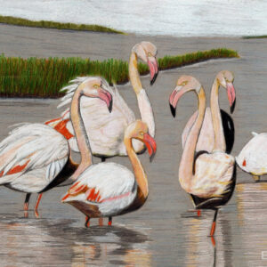 The dazzling grace of the Camargue Flamingo.