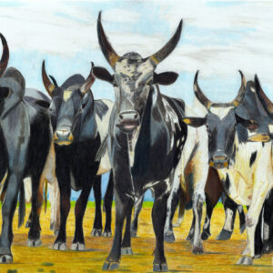 Zebu, guardian of Madagascar