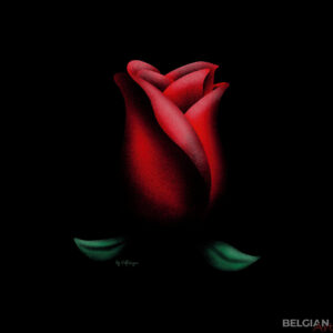 Just a rose