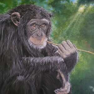 Chimpanzee