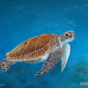 Zeeschildpad
