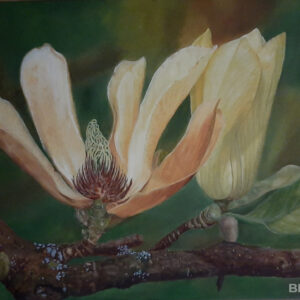 Where Magnolia grows