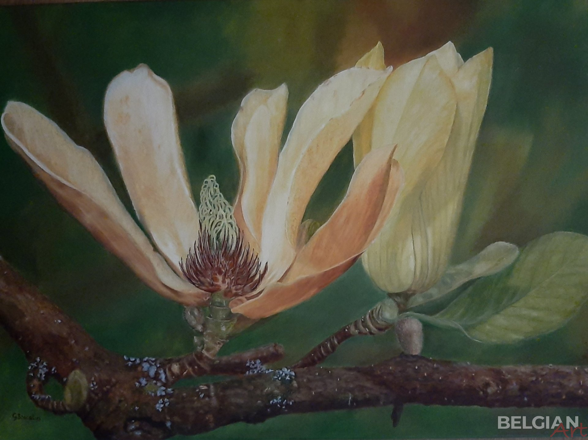Where Magnolia grows