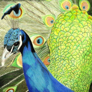The Splendor of the Peacock