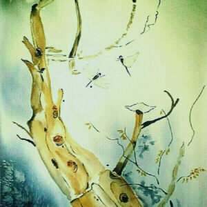 LIBELLULES.