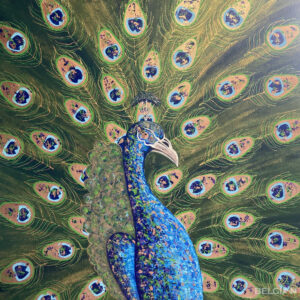 Peacock Pavo