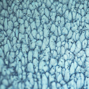 crowd