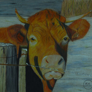 A cow in winter