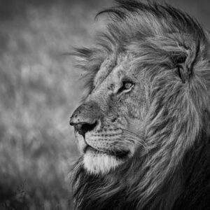 Lion King 01
