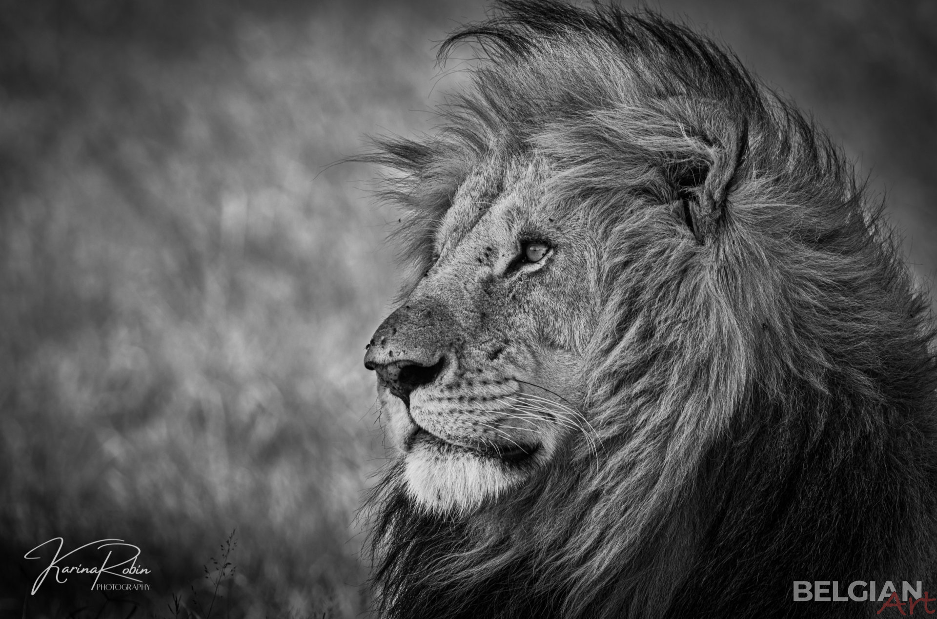 Lion King 01