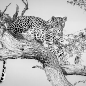 Leopard Queen 01