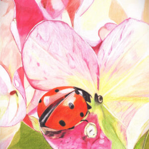Ladybug